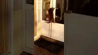Продвинутый кот