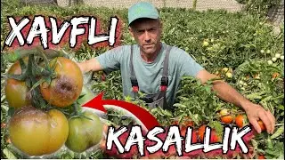 Ochiq dala. Tonna F1 Pomidor Hosildorligi Bomba. Bunaqasi boʻlmagan.