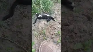 Кайфует