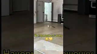 Добрые дела. Помощь животным #добрыедела #помощь #помощьживотным #кошка
