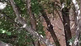 Семейство дятлов в центре большого города-миллионника