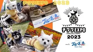 【チワワEXPO2023☆ブルーメの丘】ふく君初めて参戦‼︎