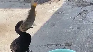 mukbang asmr animals