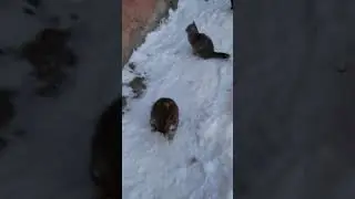 У КОТА УСЫ ЗАМЕРЗЛИ#Shorts