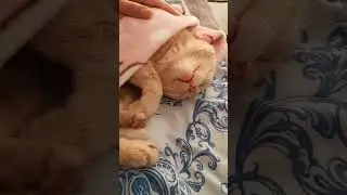 Так сладко спит... #cat #кот #котики