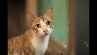 WATCH THIS* before you adopt your furrbaby
