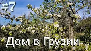 #7 Дом в Грузии. Наши будни