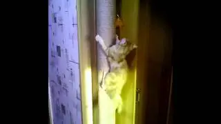 Мэйн Кун покоряет вершины