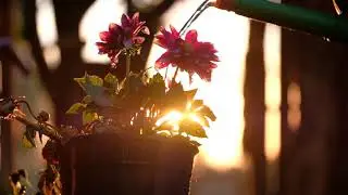 sunrise stock video | time lapse video | hd free footage | non copy right *3