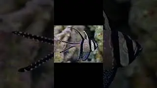 2024 Pterapogon and 5000bce Pterapogon || Past animals ||#shorts #Trend #trend #new #animal #today