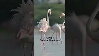 Nikon z7 - Capturing the fight - Greater Flamingos #youtubeshorts #shorts  #nikonwildlife #birds