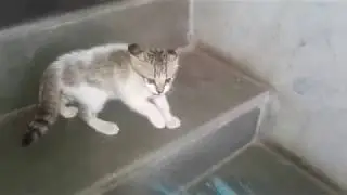 बहुत ग़ुस्से वाला बिल्ली का बच्चा देखना जरूर | very funny angry cat kitten | whatsApp viral video