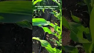 🌽 Культивация в позднюю фазу