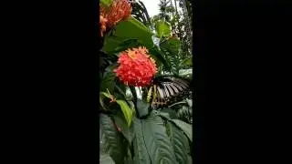 Redmi note 4 slow motion video samples