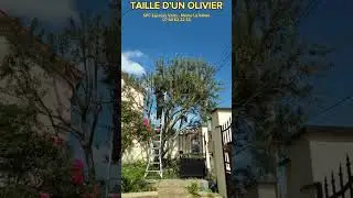 Taille d'un olivier - Paysagiste Val d’Europe / Marne La Vallée / Île de France