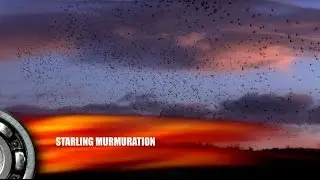 Starling Murmuration Spring Gardens 2017