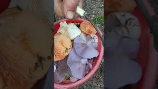 рядовка, рыжики, груздь)
