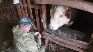 ИЗМЕРИЛИ МЕРНОЙ ЛЕНТОЙ САМОГО БОЛЬШОГО БЫКА!