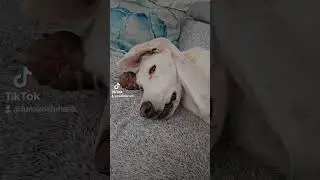Асясяй