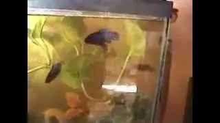 how to train a betta