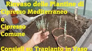 Rinvaso delle Piantine di Cipresso Mediterraneo