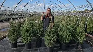 Picea glauca North Pole