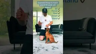 Essential 8-12 week old puppy tips!!#dogtrainingsuccess #dogtrainingtips #puppytrainingshorts