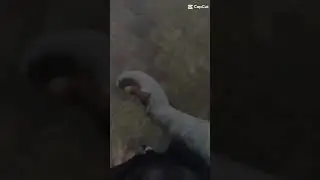 Мануш сар родэл пэсти приключения всегда вяракэл😹  мэрна вонэ ко лэла о видио