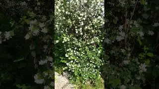 FİLBAHRİ ÇİÇEĞİ Kuzuculu DÖRTYOL HATAY