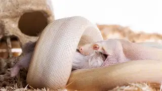 Snake video with relaxing music