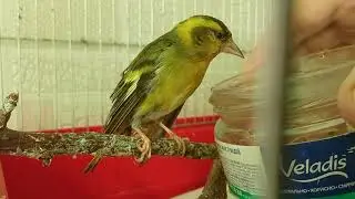 🐤🐤🐤HIGH IQ SISKIN BATH / Ручной чиж купается