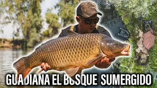 GUADIANA, EL BOSQUE SUMERGIDO. ***CARPFISHING TV***
