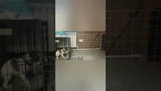 джек рассел терьер
