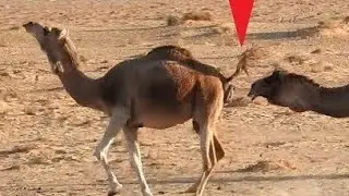 Camel mating / Who knows why the female raises his tail to the camel stallion?