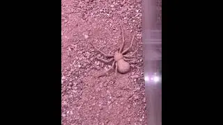 песчаный паук 