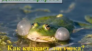Как квакает лягушка видео ☁ Лягушка в воде квакает