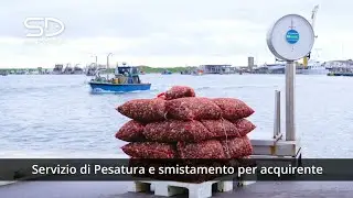 SD Service - Movimento Merci - Video Aziendale
