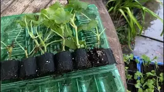 Pelargonium Secret Planting. Growing from Cuttings without Pinching. Pelargonium LONDON