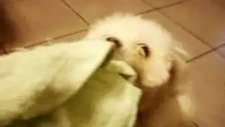 可愛的baby