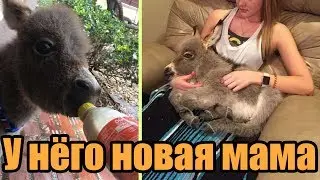Девочка Cтала Мамой для Ослика История спасения ослика достойная уважения