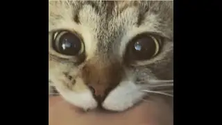 ~🍄 детектив без лупы   1 серия 🍄~