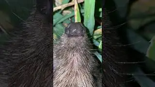 Мокроносый😘😘😘 #zoo #животные #милоевидео #крым2024  #ёжик #севастополь #animals
