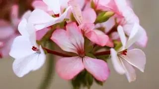 The Invisible Beauty of Plants