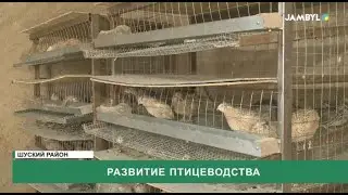 Развитие птицеводства