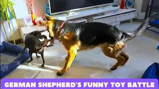 Mine, Not Yours! German Shepherd's Comedy Standoff
