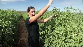 Plantar tomates al aire libre o en invernadero