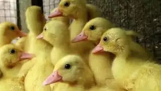 Group of Baby Ducks Cat Rabbit