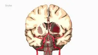 Primal's 3D Disease & Conditions - July Update