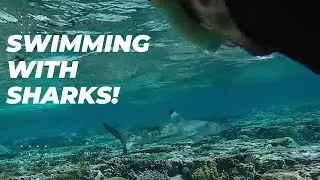 Swimming with sharks