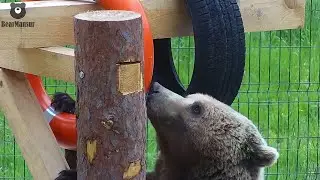 Ну очень занятой медведь🐻/Bear Mansur